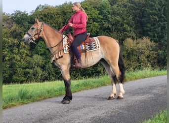 Other Breeds, Gelding, 4 years, 15.1 hh, Dun