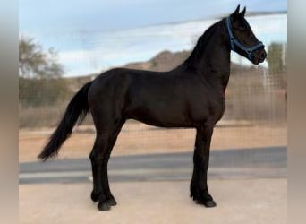 Other Breeds Mix, Gelding, 4 years, 15,2 hh, Black