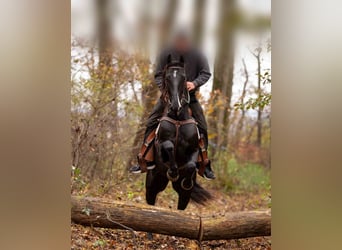 Other Breeds, Gelding, 4 years, 15.2 hh, Black