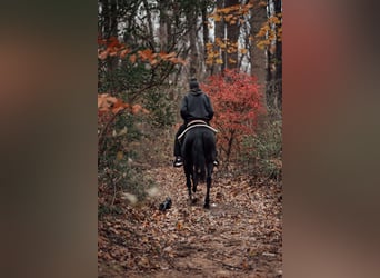 Other Breeds, Gelding, 4 years, 15.2 hh, Black