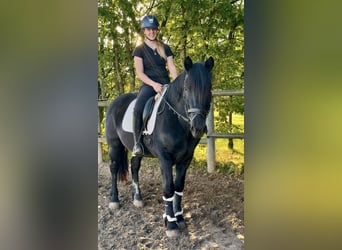 Other Breeds, Gelding, 4 years, 15.2 hh, Black
