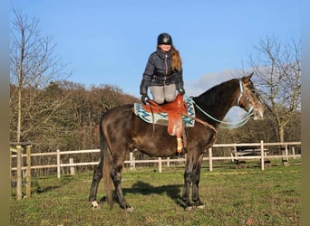 Other Breeds, Gelding, 4 years, 15.2 hh, Grey-Dapple
