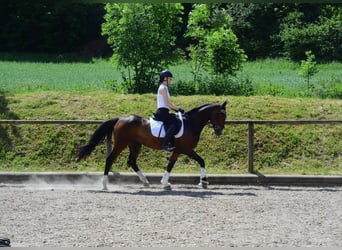 Other Breeds, Gelding, 4 years, 15.3 hh, Brown