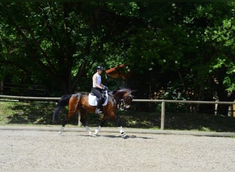 Other Breeds, Gelding, 4 years, 15.3 hh, Brown