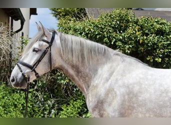 Other Breeds, Gelding, 4 years, 15.3 hh, Gray-Dapple