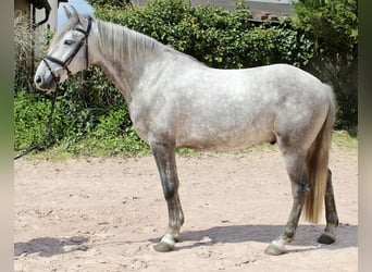 Other Breeds, Gelding, 4 years, 15.3 hh, Gray-Dapple