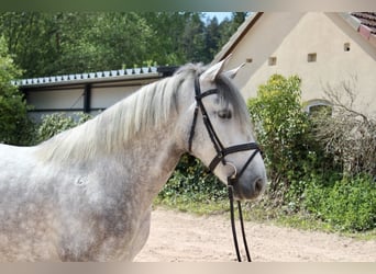 Other Breeds, Gelding, 4 years, 15.3 hh, Gray-Dapple