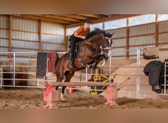 Other Breeds, Gelding, 4 years, 15 hh, Bay