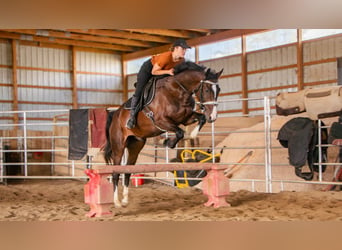 Other Breeds, Gelding, 4 years, 15 hh, Bay