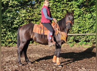 Other Breeds, Gelding, 4 years, 15 hh, Black