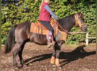 Other Breeds, Gelding, 4 years, 15 hh, Black