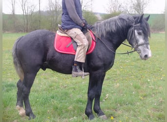 Other Breeds, Gelding, 4 years, 15 hh, Grey-Dark-Tan