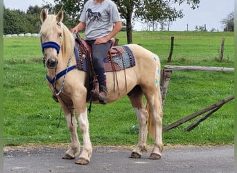 Other Breeds, Gelding, 4 years, 15 hh, Palomino