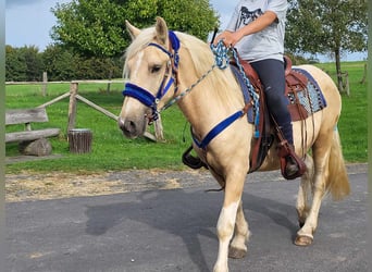 Other Breeds, Gelding, 4 years, 15 hh, Palomino