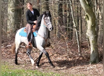 Other Breeds, Gelding, 4 years, 15 hh, Roan-Blue