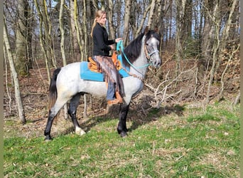 Other Breeds, Gelding, 4 years, 15 hh, Roan-Blue
