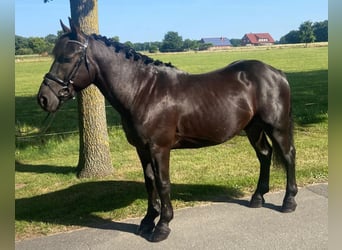 Other Breeds, Gelding, 4 years, 15,1 hh, Black