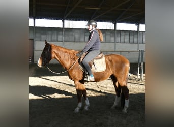 Other Breeds, Gelding, 4 years, 15,1 hh, Chestnut-Red