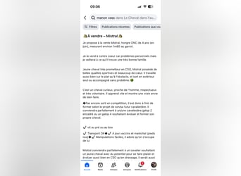 Other Breeds, Gelding, 4 years, 15,2 hh, Bay