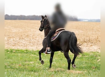 Other Breeds, Gelding, 4 years, 15,2 hh, Black