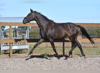 Other Breeds, Gelding, 4 years, 15,2 hh, Black
