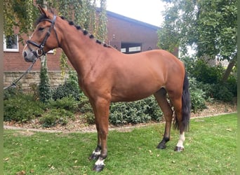 Other Breeds, Gelding, 4 years, 15,2 hh, Brown