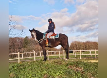 Other Breeds, Gelding, 4 years, 15,2 hh, Grey-Dapple