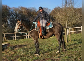 Other Breeds, Gelding, 4 years, 15,2 hh, Grey-Dapple