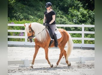 Other Breeds, Gelding, 4 years, 15,3 hh, Palomino