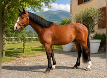 Other Breeds, Gelding, 4 years, 16.1 hh, Brown