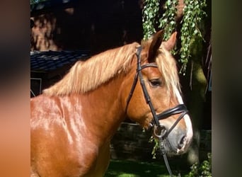 Other Breeds, Gelding, 4 years, 16.1 hh, Chestnut-Red