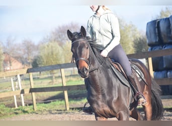 Other Breeds, Gelding, 4 years, 16 hh, Bay-Dark
