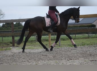 Other Breeds, Gelding, 4 years, 16 hh, Bay-Dark