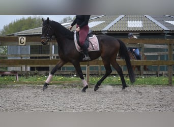 Other Breeds, Gelding, 4 years, 16 hh, Bay-Dark