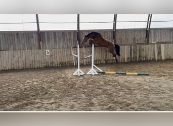 Other Breeds, Gelding, 4 years, 16 hh, Bay