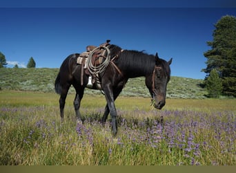 Other Breeds, Gelding, 4 years, 16 hh, Black