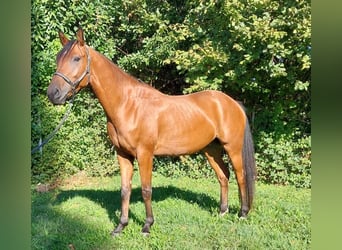 Other Breeds, Gelding, 4 years, 16 hh, Brown