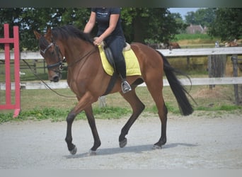 Other Breeds, Gelding, 4 years, 16 hh, Brown