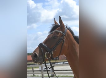Other Breeds, Gelding, 4 years, 16 hh, Brown