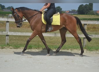 Other Breeds, Gelding, 4 years, 16 hh, Brown