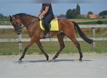 Other Breeds, Gelding, 4 years, 16 hh, Brown