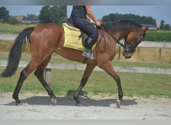 Other Breeds, Gelding, 4 years, 16 hh, Brown