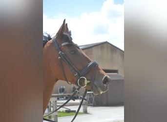 Other Breeds, Gelding, 4 years, 16 hh, Brown