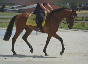 Other Breeds, Gelding, 4 years, 16 hh, Brown