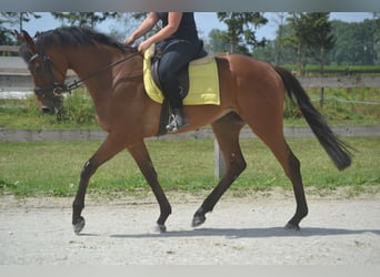 Other Breeds, Gelding, 4 years, 16 hh, Brown