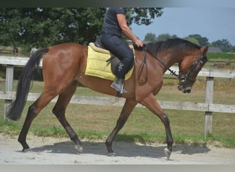 Other Breeds, Gelding, 4 years, 16 hh, Brown