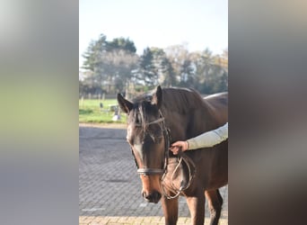 Other Breeds, Gelding, 4 years, 16 hh, Brown