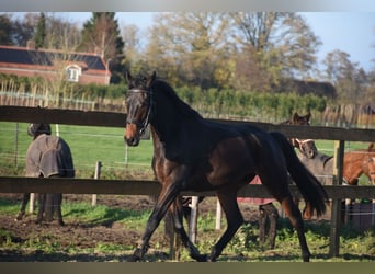 Other Breeds, Gelding, 4 years, 16 hh, Brown