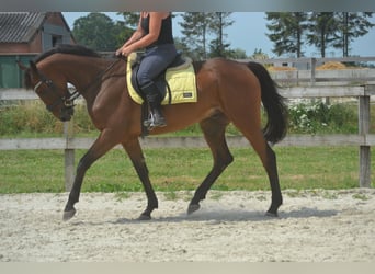 Other Breeds, Gelding, 4 years, 16 hh, Brown