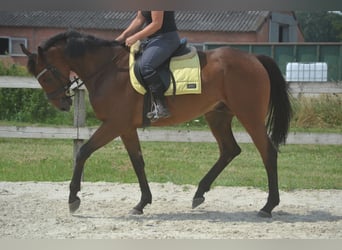 Other Breeds, Gelding, 4 years, 16 hh, Brown